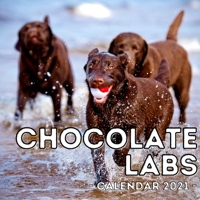 Chocolate Labs Calendar 2021: 16-Month Calendar, Cute Gift Idea For Labrador Retriever Lovers Men & Women B094ZL8TS8 Book Cover