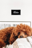 Poodle Dog Pup Puppy Doggie Notebook Bullet Journal Diary Composition Book Notepad - Lying In Bed: Cute Animal Pet Owner Composition Book with 100 Unruled Plain Blank Paper Pages in 6 x 9 Inch 1677364920 Book Cover