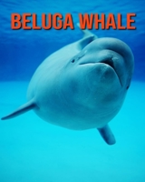 Beluga Whale: Amazing Facts about Beluga Whale B08KQBYN9X Book Cover