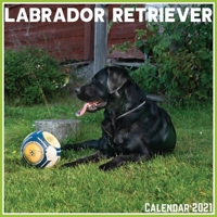 Labrador Retriever Calendar 2021: Official Labrador Retriever Calendar 2021, 12 Months B08WK3Q9QS Book Cover