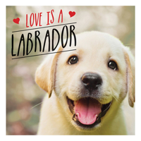 Love Is A Labrador: A Lab-Tastic Celebration of the World's Favourite Dog 1786859823 Book Cover