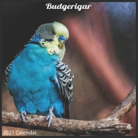 Budgerigar 2021 Calendar: Official Budgerigar Wall Calendar 2021 B08QRVHZ6W Book Cover