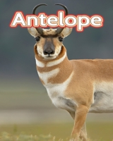 Antelope: Facts Book B0C1DRVNNQ Book Cover