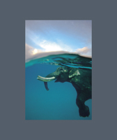 India's Elephants Special Edition 0983937893 Book Cover