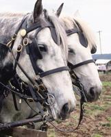 Horse Photo School Composition Book Equine Percheron Tandem: Horse Photo Equine Covers Composition Books Notebooks (Notebook, Diary, Blank Book) 1080245073 Book Cover