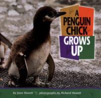 A Penguin Chick Grows Up 1575052008 Book Cover