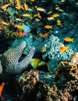 BEAUTIFUL TROPICAL FISH UNDERSEA THEME  PRIMARY COMPOSITION DRAW AND WRITE  NOTEBOOk: Beautiful Tropical Fish Undersea Theme Primary Composition ... Journal For Kids (BIG KINDERGARTEN WORKBOOKS) 1661694551 Book Cover