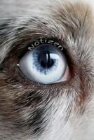 Notizen: F�rsorge Partnerschaft Freundschaft Liebe Romantik Liebeskummer Wut Trauer Tagebuch F�r M�dchen Frauen Einschreibbuch Terminplaner Jahrbuch Achtsamkeit Hund Australian Shepherd Auge 1090658842 Book Cover
