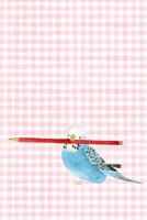 Parakeet Journal: Blue Parakeet (Small Journal 6 X 9) (150 Blank Lined Pages, Soft Cover) (Diary, Notebook) 1977672361 Book Cover