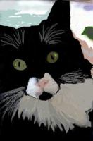 Calley's Place: Tales of a Different Cat 0974404209 Book Cover