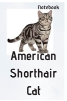 American Shorthair Cat:Notebook: Journal for Writing, College Ruled Size 6" x 9", 120 Pages: Notebook: Journal for Writing 1660188245 Book Cover