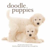 Doodle Puppies The First Few Weeks in the Lives of the Teddy Bear English Goldendoodle Pups of Smeraglia Farm 0989619222 Book Cover