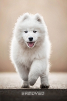 Samoyed: Complete breed guide B09BHVY954 Book Cover