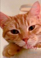 Micky: Der kleine Rote 3732299805 Book Cover