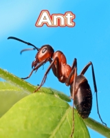 Ant: Facts Book B0C1DWZDW5 Book Cover