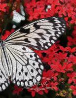 Butterfly: Pretty Butterflies Coloring, Drawing, and Journaling Notebook - Beautiful Patterns for Relaxation, Fun, and Stress Relief Large 8.5x11 Size Adult Coloring Book 1076696449 Book Cover