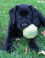 Black Labrador Puppy Calendar Notebook: Dog Wisdom Quotes 1729003648 Book Cover