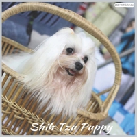 Shih Tzu Puppy 2021 Wall Calendar: Official Shih Tzu Dogs 18 months 2021 Calendar B08RH2C74H Book Cover