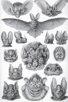 Haeckel scientific biological art notebook: Vintage Science Illustrations N°67 from "Kunstformen der Nature" / "Art forms in nature" ; composition journal with 120 pages of blank wide ruled line paper 1796364266 Book Cover