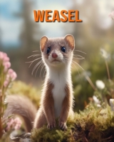 Weasel: Amazing Photos and Fun Facts Book for kids B0CF4FP5FQ Book Cover