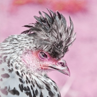 CHitin: by Raphaël Wolf B08QBVMP95 Book Cover