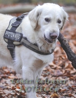 Golden Retriever NOTEBOOK: Dog Notebooks and Journals 110 pages (8.5x11) 1660568579 Book Cover