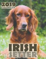 Irish Setter 2019 Calendar 1642521108 Book Cover