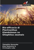 Bio-efficacia di Plectranthus Glandulosus su Sitophilus zeamais (Italian Edition) 6204415964 Book Cover