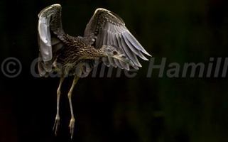 Birds of Saint Augustine and the First Coast: A Love Story Told Through My Lens, Wildlife Photography Book by Caroline G. Hamill B0F89PJQRZ Book Cover