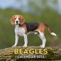 Beagles: 2021 Beagle Wall Calendar, Cute Gift Idea For Beagle Lovers Or Owners Men And Women B08QWTNV3B Book Cover