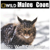 Maine Coon calendar 2021: Maine Coon calendar 2021 "8.5x8.5" Inch 16 Months JAN 2021 TO APR 2022 finished and Glossy B08R9Z8QJQ Book Cover