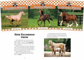 Horses: Thoroughbred Horses, Shetland Ponies, Pinto Horses, Palomino Horses, Arabian Horses, Clydesdale Horses 1616134178 Book Cover