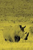 Alive! white rhino - Yellow duotone - Photo Art Notebooks (6 x 9 version) 1364550954 Book Cover