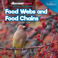 Food Webs and Food Chains (Discover More: Exploring Life Science) 1641901594 Book Cover
