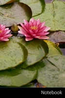 Notebook: Water Lily,  Nymphaea,  Nymphaeaceae,  Aquatic Plant Notebook / Journal / Diary / Composition book - 6 x 9 inches (15,24 x 22,86 cm), 150 pages, glossy finish. 169852644X Book Cover