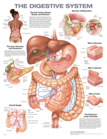 The Digestive System Anatomical Chart 1975243269 Book Cover