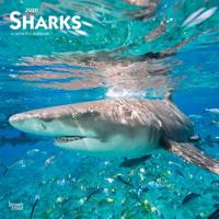 Sharks 2020 Calendar 1975409604 Book Cover