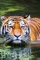 SWIMMING TIGER: As the largest species in the big cat family, tigers have more surface area that heats up, which is probably why they swim for ... may chase prey into the water to trap it. 1796602140 Book Cover