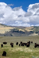 American Buffalo: Wyoming B083XX3TWQ Book Cover