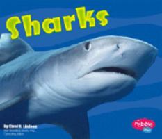 Sharks (Under the Sea (Capstone Library)) 0736826025 Book Cover
