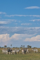 Kalender 2020: Wochenplaner Botswana Edition | Praktischer Organizer im DIN A5 Format für Weltenbummler mit Fernweh | 1 Doppelseite = 1 Woche (German Edition) 1672746221 Book Cover