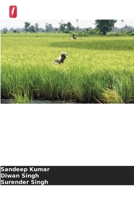 Estratégias de sementeira para o cultivo do arroz (Portuguese Edition) 6630032144 Book Cover