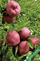 Garden Planner: Ripe red apples. Format A5, 120 pages, fine grey lined. Journal, diary, notebook and garden planner for everything that happens in the garden throughout the year. 1706306717 Book Cover