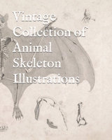 Vintage Collection of Animal Skeleton Illustrations B087SG2HQR Book Cover