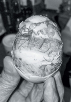 Chrysalis 069209931X Book Cover