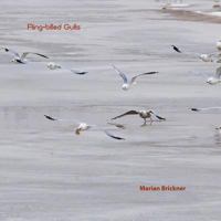 Ring-billed Gulls 1090120281 Book Cover