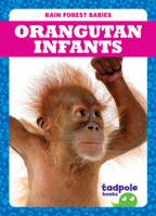 Orangutan Infants (Tadpole Books: Rain Forest Babies) 1645274969 Book Cover