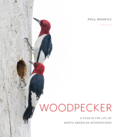 Woodpecker: A Year in the Life of North American Woodpeckers 1680513168 Book Cover