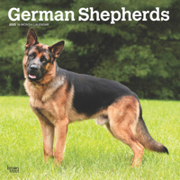 German Shepherds 2025 12 X 24 Inch Monthly Square Wall Calendar Plastic-Free 1975477014 Book Cover