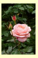 Pink Rose 2014 Weekly Calender: 2014 weekly calendar with a photo of a lovely pink rose 1494377152 Book Cover